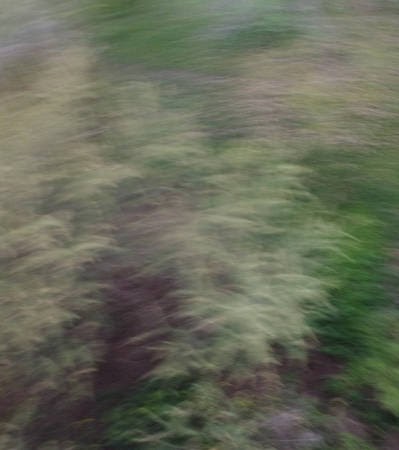 very blurry tress in a drone image.  This is not good for mapping